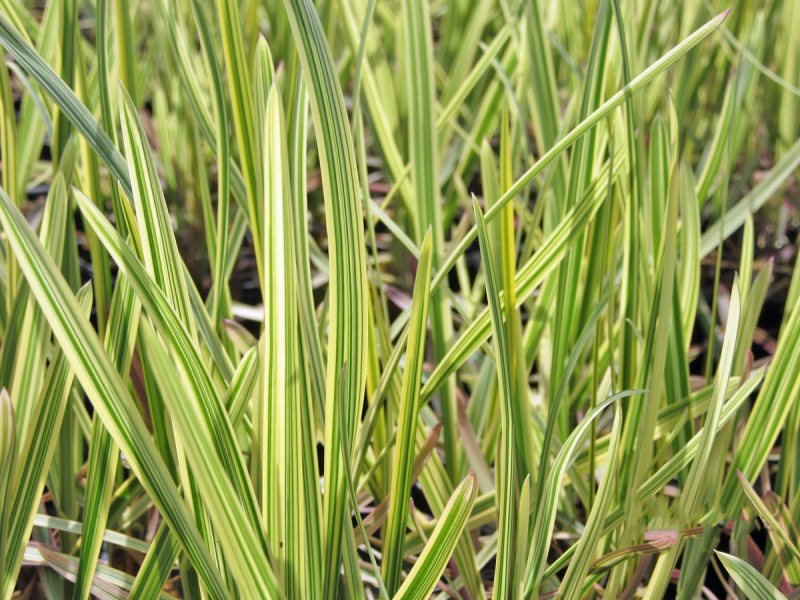 Wasserschwaden - Glyceria maxima vadriegata